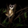 Komba usata - Galago senegalensis - Senegal bushbaby s3030